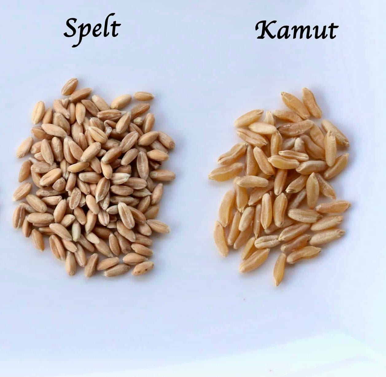 KAMUT® Khorasan Wheat Flour Ancient Grains Evergreen Bread & Cocktail Lounge